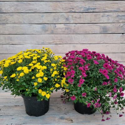 Хризантема Мультифлора большая