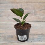 Фикус Эластика Робуста "Robusta" d12