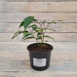 Фикус бенджамина Даниэль d12