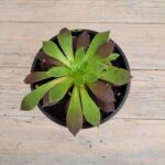 Эониум Атропурпуреум "Atropurpureum" d12 — изображение 2