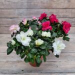 Азалия Микс d12