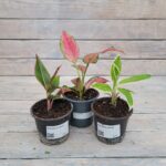 Аглаонема d9-10