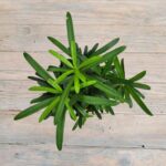 Подокарпус Макрофилус "Podocarpus Macrophyllus" d9 (т) СКФ — изображение 2