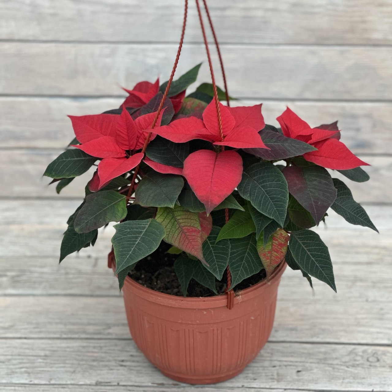 5296615543186066767 Пуансеттия кашпо d23 — изображение 1
