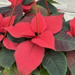 Пуансеттия кашпо d23 — изображение 2