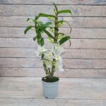 Дендробиум d12