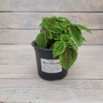 Пилея Мун Вэлли (Вали,Велли) "Moon Valley" d12