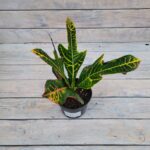 Кротон (Кодиеум) Экселент "Excellent" 12 — изображение 2