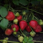 Земляника ремонтантная Елизавета 2 "Elizabeth 2" d9-10