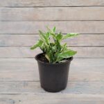 Педилантус d15