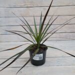 Драцена маргината Маджента d12