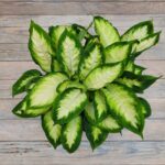 Диффенбахия d21 (т) — изображение 2