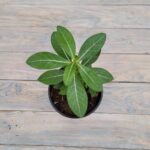 Адениум d12 (ЕТК) — изображение 2