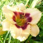 Лилейник Вайнберри Кэнди d17