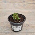 Анакампсерос Телефиаструм d10