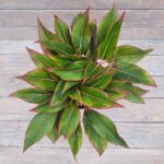 Аглаонема d19 — изображение 2