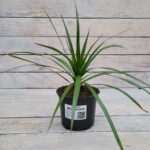 Драцена Маргината d12