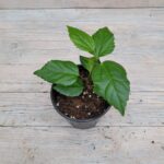 Гибискус (китайская роза) d12 — изображение 2