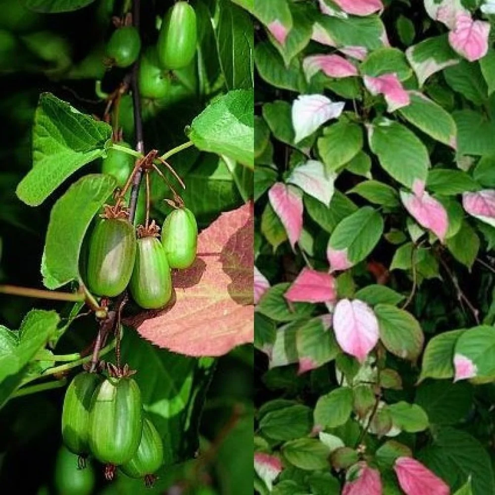 8a3a804d67d440f7be3506ba67f9acf8 Актинидия коломикта Доктор Шимановский "Dr. Shimanovsky" d12 — изображение 1