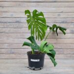 Монстера d23 (5л)