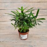 Подокарпус Макрофилус "Podocarpus Macrophyllus" d9 (т) СКФ