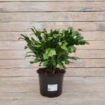 Декабрист d19