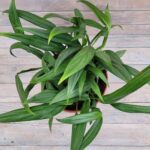 Эпипремнум кашпо d23 — изображение 2