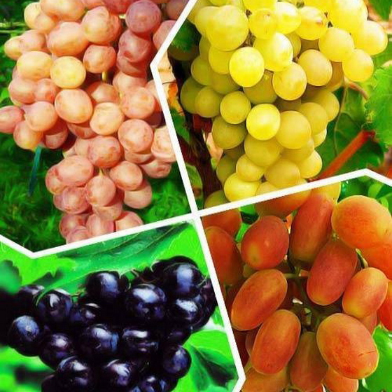 A258855 Виноград микс 2л — изображение 1