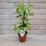 Шеффлера d13