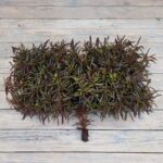 Альтернантера сидячая (бордовая) черенки — изображение 2