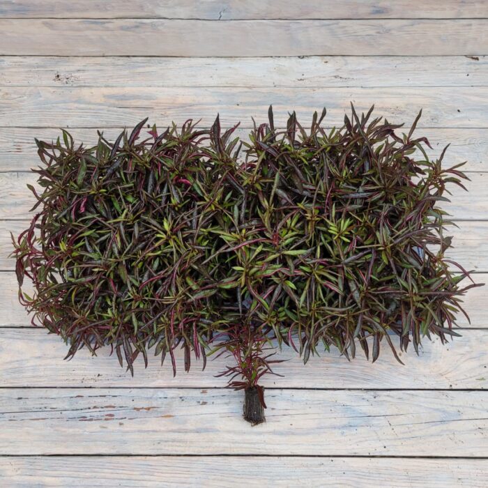 Альтернантера сидячая (бордовая) черенки — изображение 2