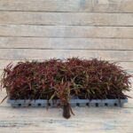 Альтернантера сидячая (бордовая) черенки