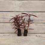 Альтернантера сидячая (бордовая) черенки — изображение 4