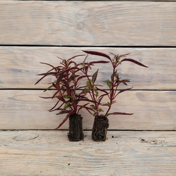 Альтернантера сидячая (бордовая) черенки — изображение 4