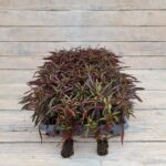 Альтернантера сидячая (бордовая) черенки — изображение 3