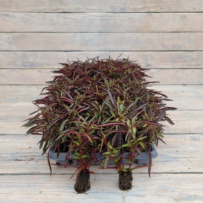 Альтернантера сидячая (бордовая) черенки — изображение 3