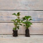 Альтернантера зеленая черенки — изображение 3