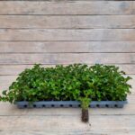 Альтернантера зеленая черенки