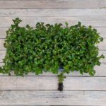 Альтернантера зеленая черенки — изображение 5