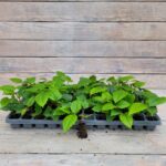 Циссус Антарктический (Аркциссус) черенки