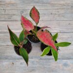 Аглаонема d9-10 — изображение 2