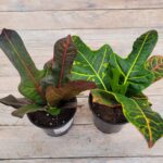 Кротон (Кодиеум) d12 — изображение 2