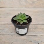 Эчеверия (Эхеверия) Дуглас "Douglas" d10