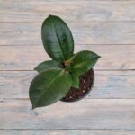 Фикус Эластика Робуста "Robusta" d12 — изображение 2