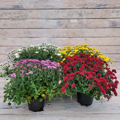 Хризантема мультифлора маленькая