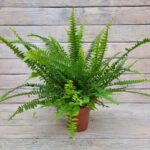 Нефролепис d12