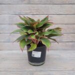 Аглаонема d19
