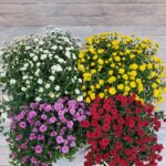 Хризантема мультифлора маленькая — изображение 2