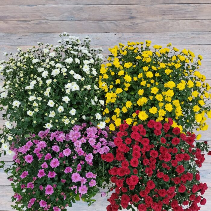 d3220e78-bf28-4fae-b797-20e0edd39612 Хризантема мультифлора маленькая — изображение 2