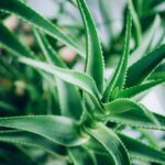 Алоэ Вера d9-10